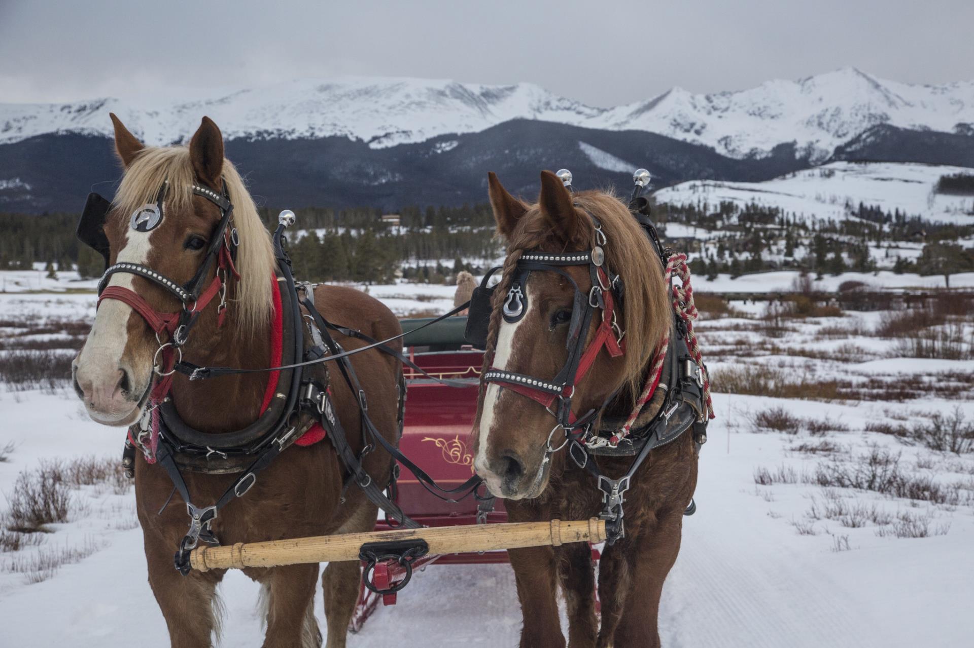 Horses leading winter sleigh ride